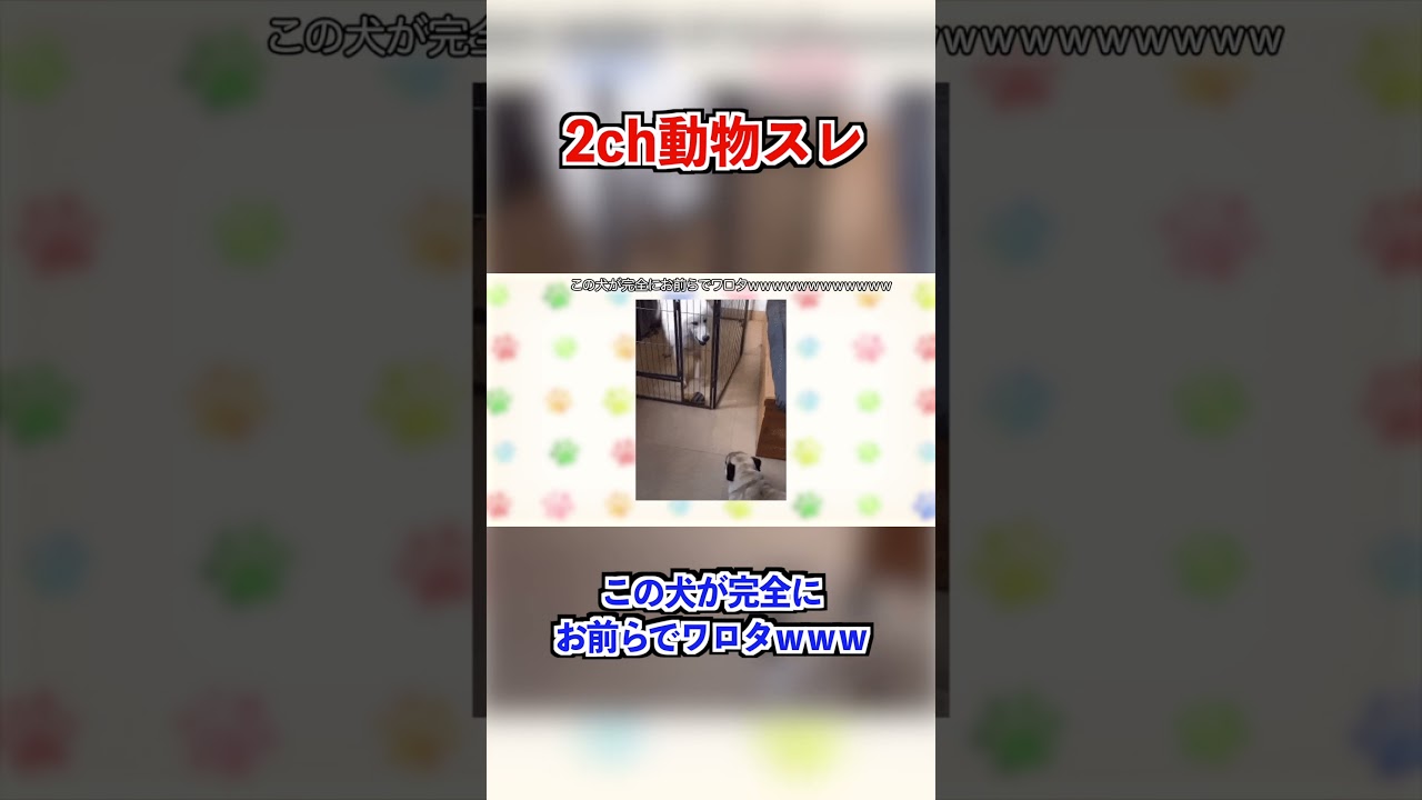 【悲報】めっちゃ山田孝之っぽい猫が発見されてしまう