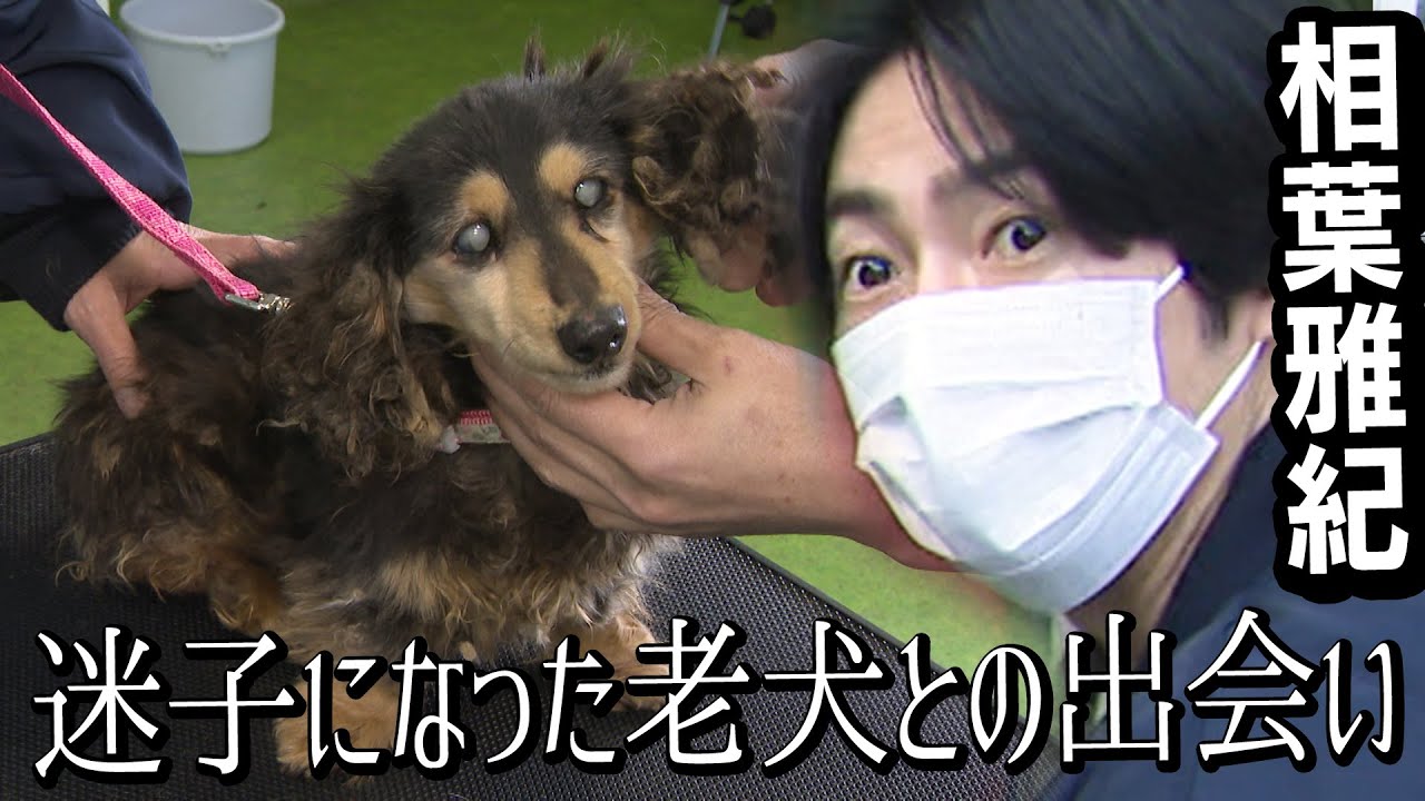 【保護犬】相葉くんも驚いた迷子になって保護された老犬をトリミング！！
