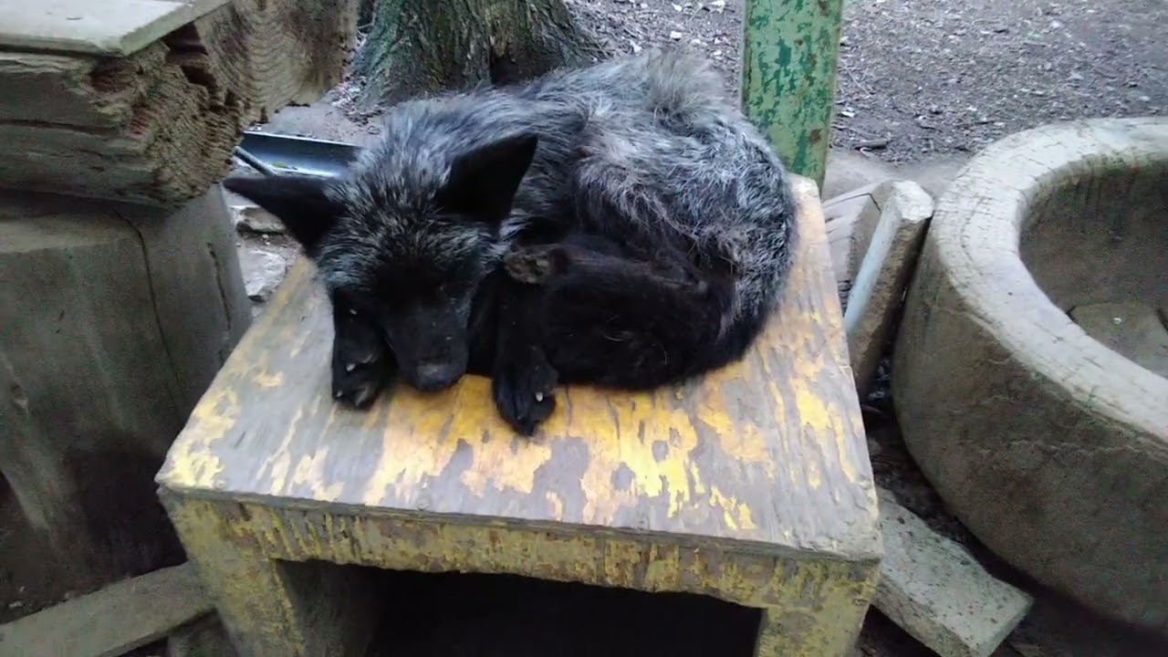 キツネサンブラック