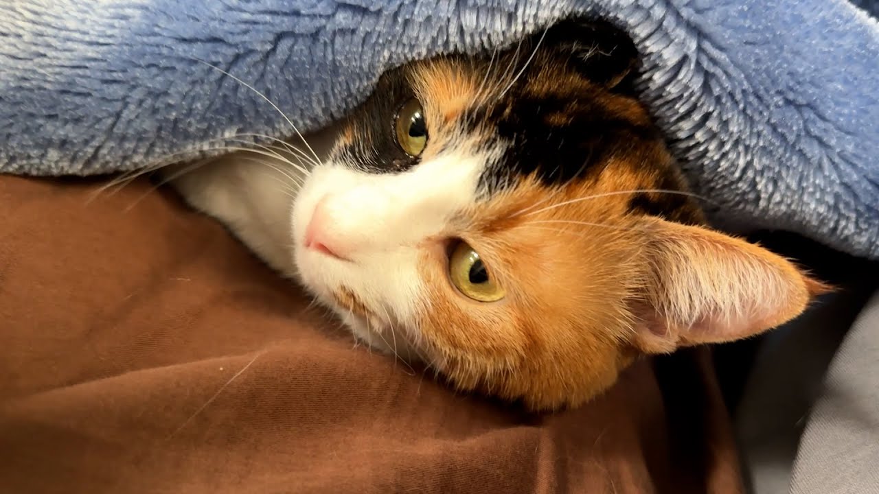 布団をめくると猫が生えてきたので収穫したいと思います。