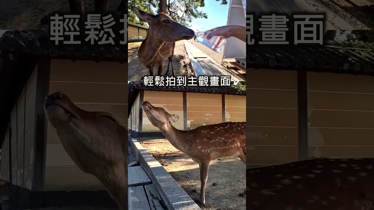 【奈良の鹿男】INSTA 360 GO3 #insta360 #insta360go3 #camera #hkkol #kolhk #osaka #大阪 #minicamera #相機 #相機教學