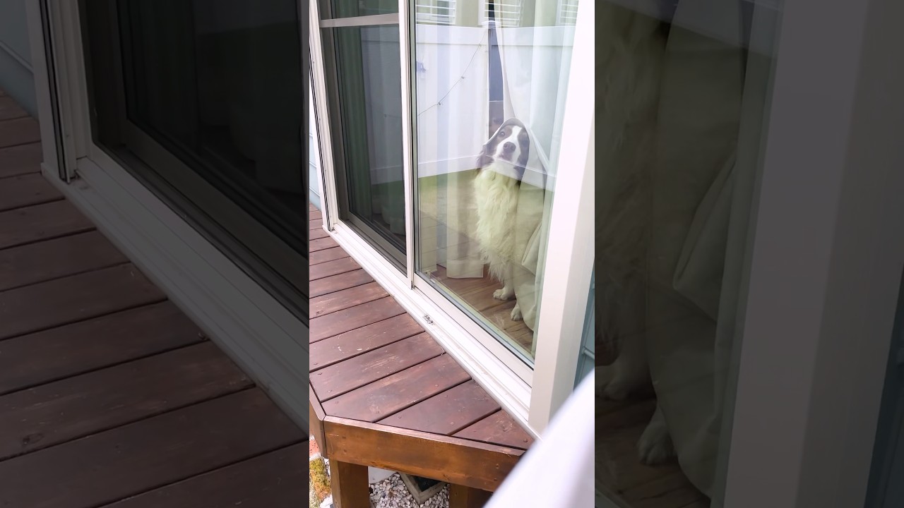 監視してくる犬達が可愛いすぎて秒で家に戻りたくなる・・・🥺 #shorts