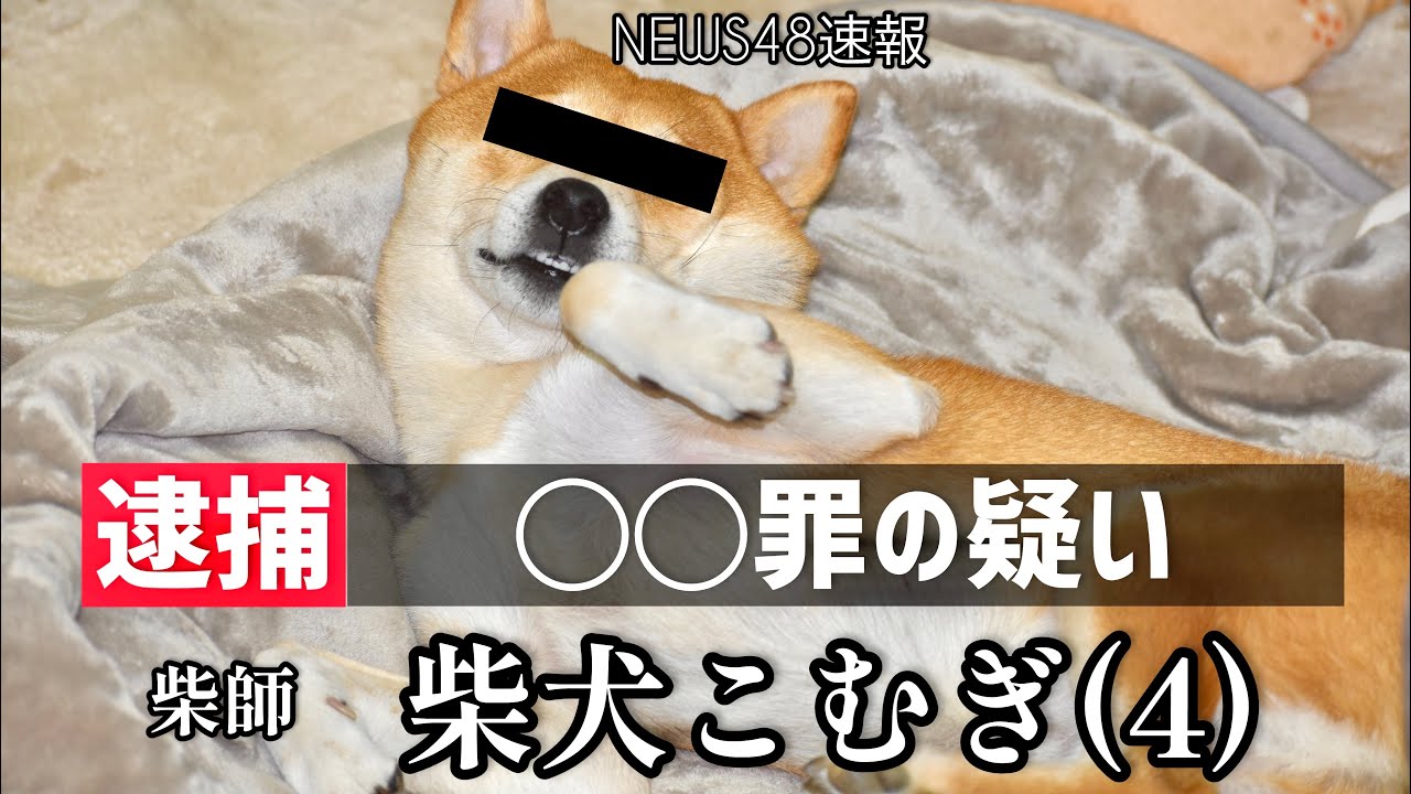 私人逮捕された柴犬こむぎは◯◯が欲しいらしい【あるじのステップ】NEWS48 三浦半島ジブリ三浦海岸編