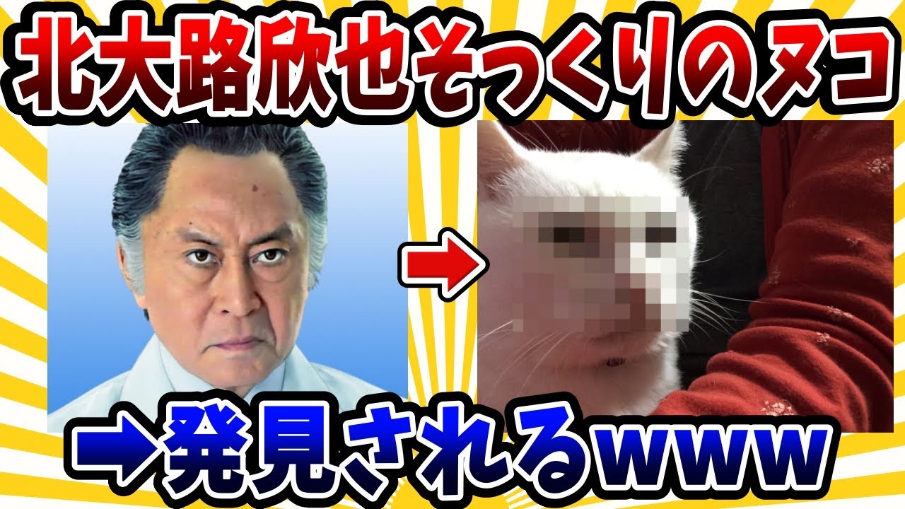 【2ch動物スレ】北大路欣也に激似のネコ発見される→そっくりすぎて衝撃だったｗｗｗ