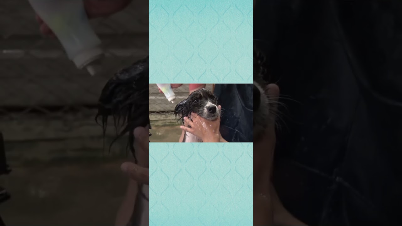 相葉トリミングin台湾 #保護犬 #トリミング #相葉雅紀 #サンシャイン池崎 #台湾 #嗚呼みんなの動物園