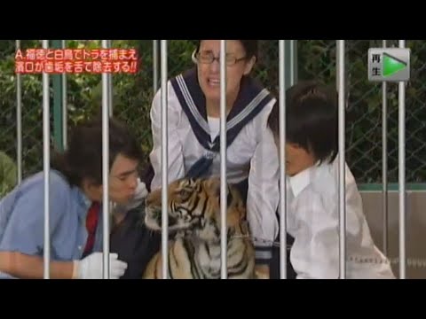 『めちゃ2イケてるッ!』🌞🌞🌞 「福徳と白鳥でトラを捕まえ 濱口が歯垢を舌で除去する!!!」