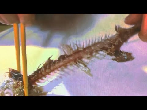 【仁義】渡世人の一宿一飯作法 〜昭和残俠伝／唐獅子牡丹〜