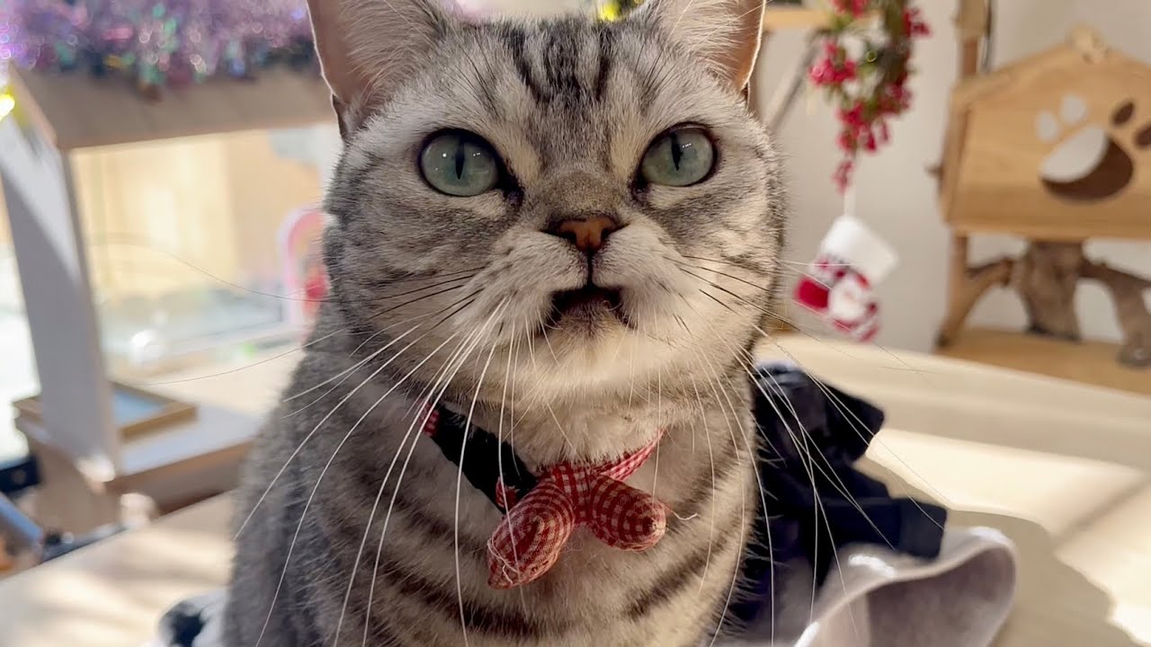 ふと見たらあいちゃんが三國連太郎さんみたいな顔をしてた #猫 #アメリカンショートヘア