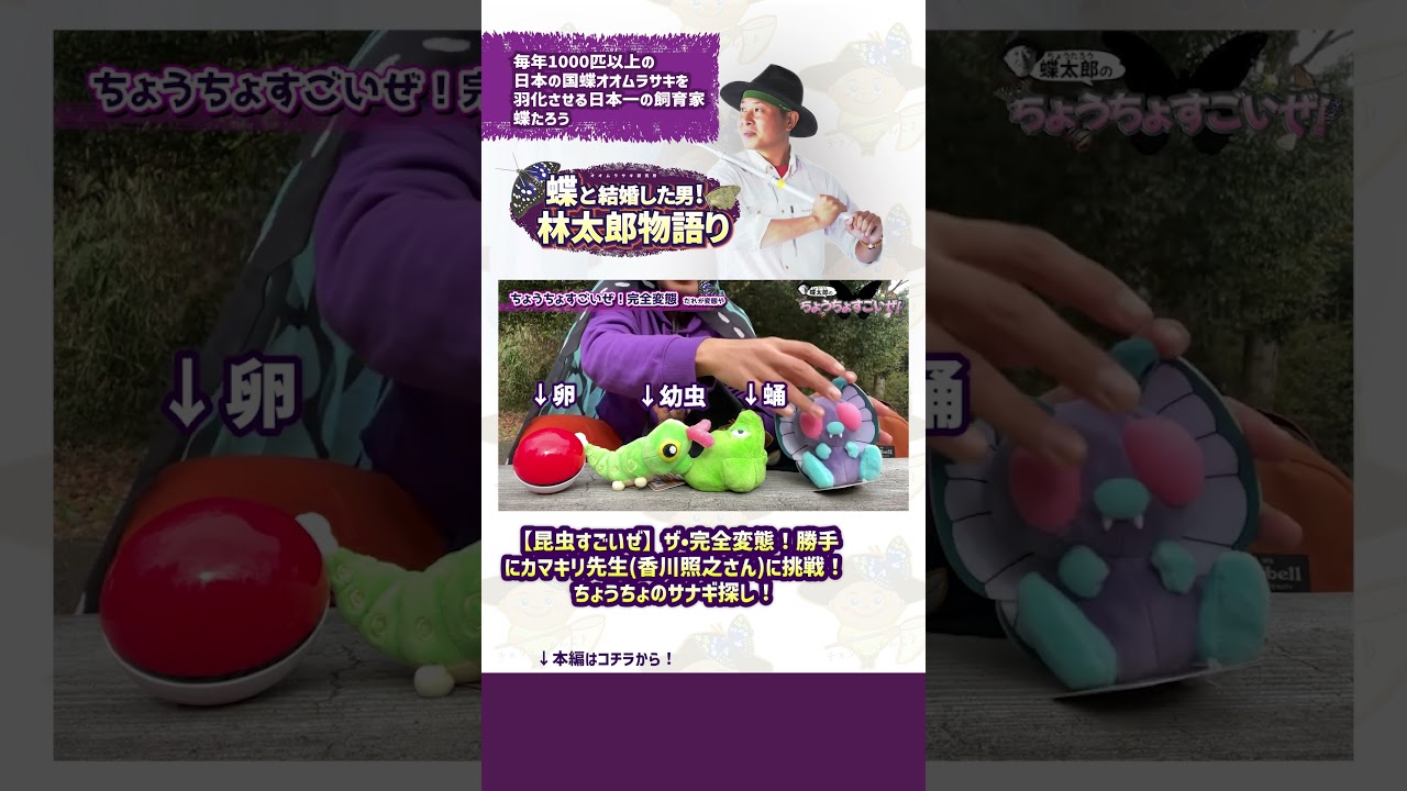 【昆虫すごいぜ】ザ•完全変態！勝手にカマキリ先生香川照之さんに挑戦！ちょうちょのサナギ探し！#shorts