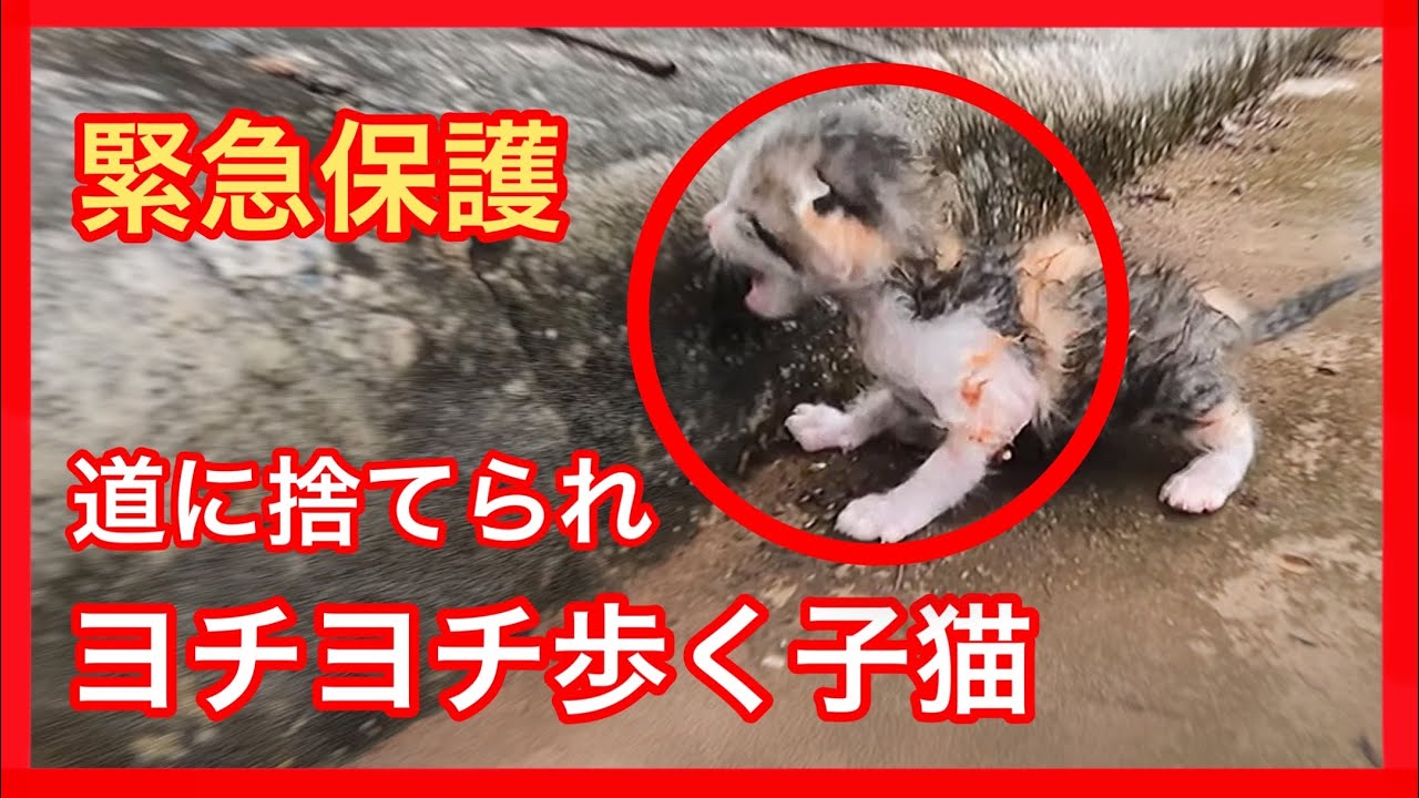 保護猫 生後7日の子猫
