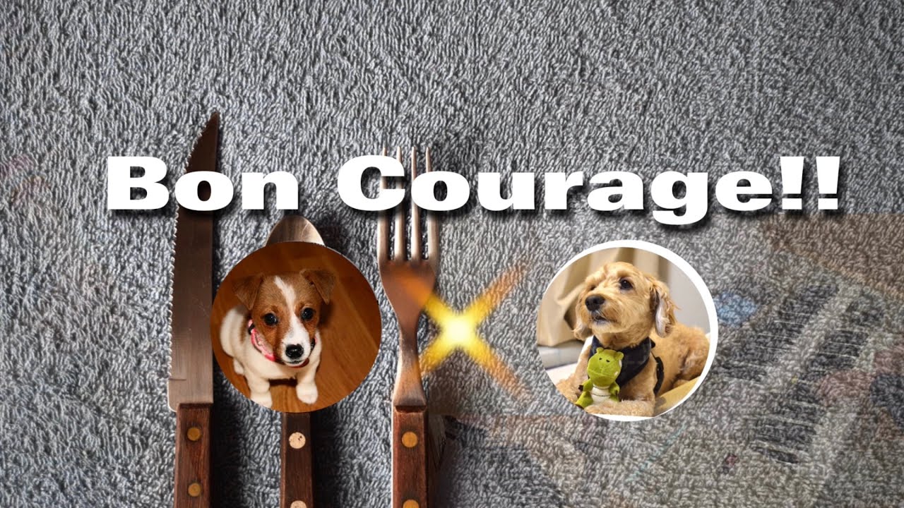 【collaboration】Bon courage!! : 勇気 / 王様のレストラン　doremi-kitty ✖︎ エアロザウルス