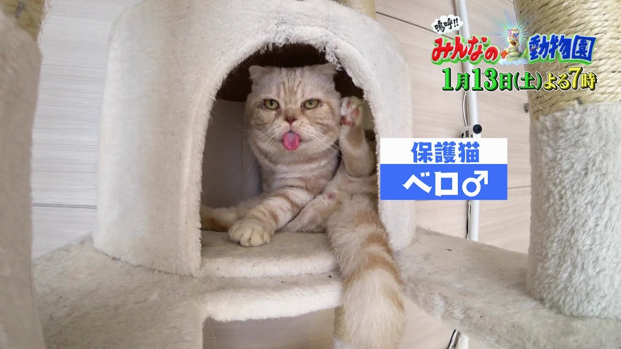 「嗚呼!!みんなの動物園」1月13日土曜よる7時から放送！相葉雅紀＆櫻井翔の保護犬トリミング！猫LOVE二子山親方の預かる保護猫ベロちゃんが感情大爆発!?