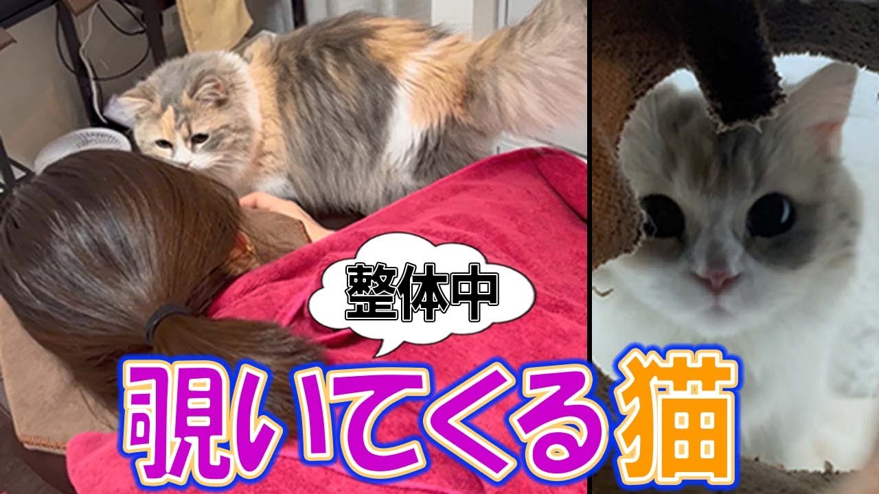 癒しを届ける！美容整体サロンのアイドル猫【ねこ自慢】