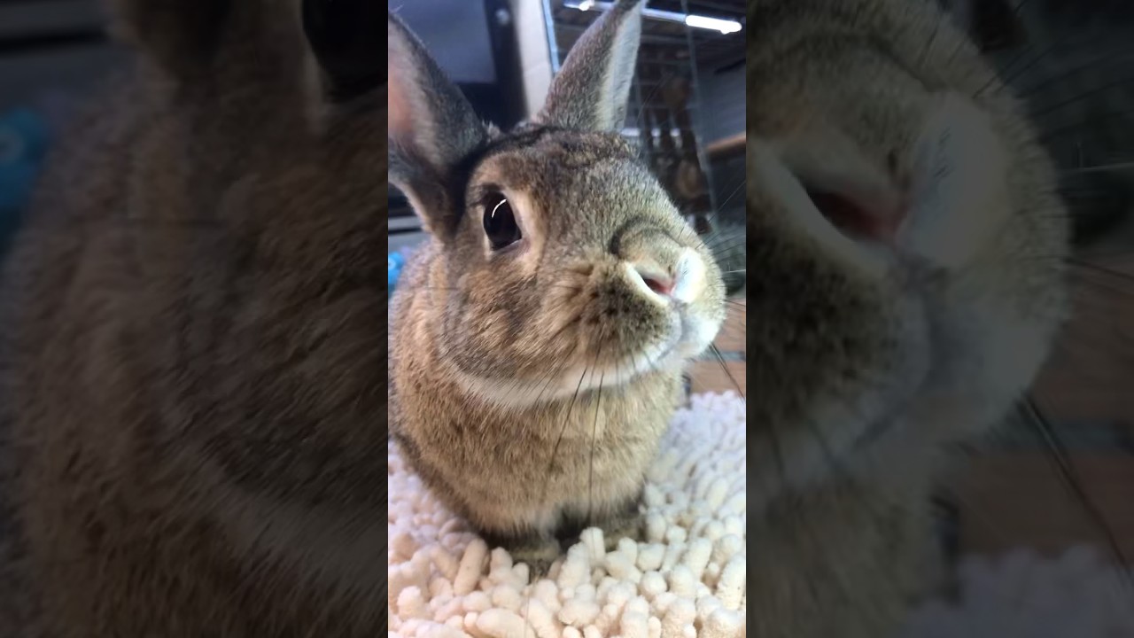 なんか、ちょうだい❣️🐰😋🐇🤣