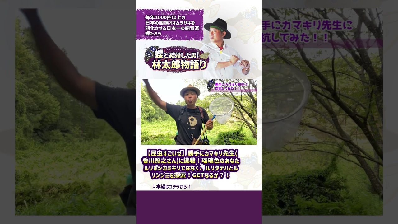 【昆虫すごいぜ】勝手にカマキリ先生香川照之さんに挑戦！瑠璃色のあなた。ルリボシカミキリではなく、ルリタテハとルリシジミを探索！GETなるか？！#shorts