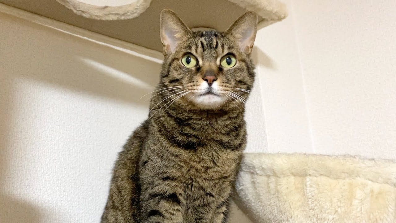 攻撃的な猫に反町隆史のPOISONを聴かせたら奇跡が...