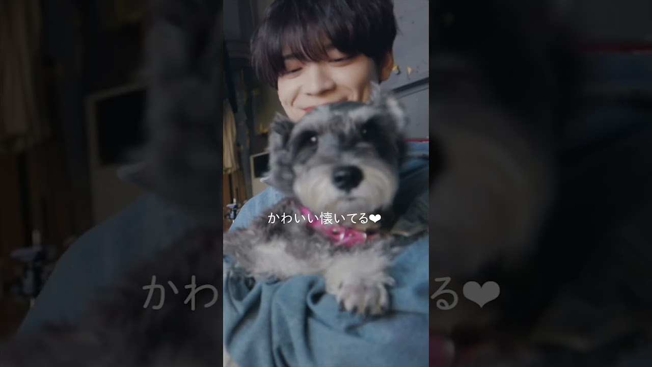 ワンちゃん🐶とSexy Zone🌹#人生遊戯#SexyZone #セクシーゾーン#佐藤勝利#中島健人#菊池風磨#松島聡