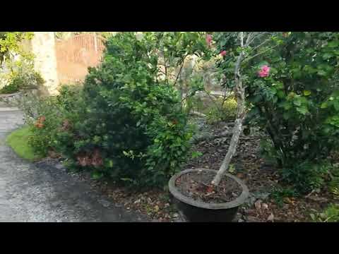 今日はとてもいい天気ですね