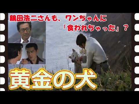 【ゆっくり旧作映画解説】  黄金の犬