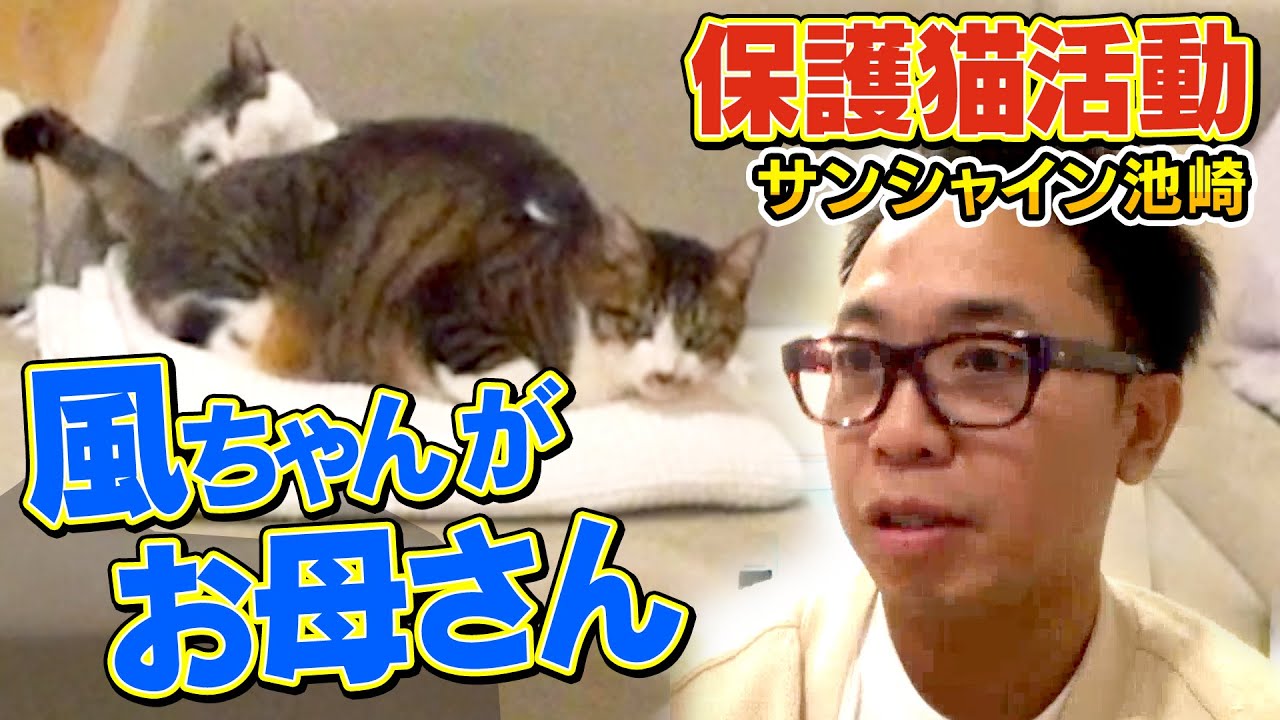 【池崎家の先住猫】風ちゃんが新入り猫佐吉の母親になりました【保護猫活動】