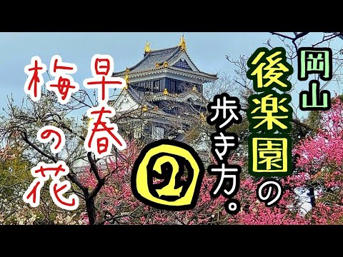 【岡山後楽園】梅が咲き誇る「岡山後楽園の歩き方②」