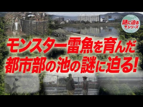 モンスター雷魚を育んだ都市部の池！の謎に迫る！【謎に迫るシリーズ第三十一回】