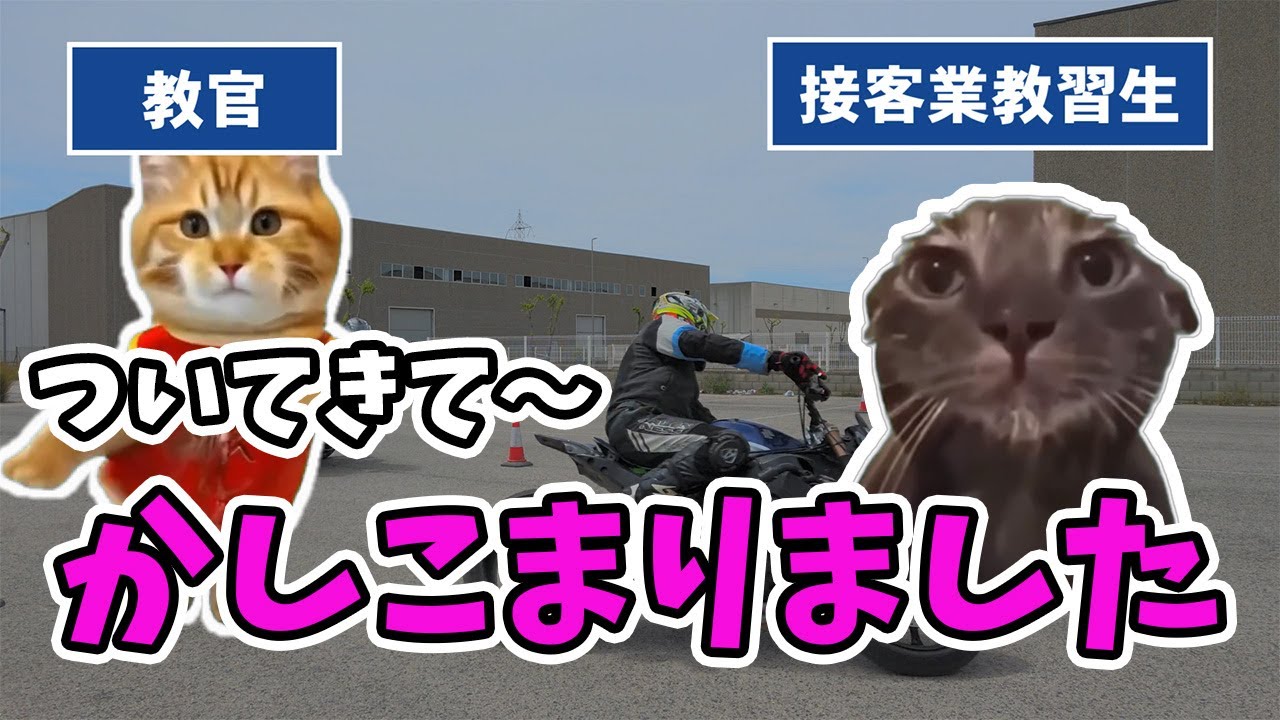 接客教育が厳しいお店に勤務する人間がバイク教習受けたら… #猫ミーム #猫マニ #バイク女子