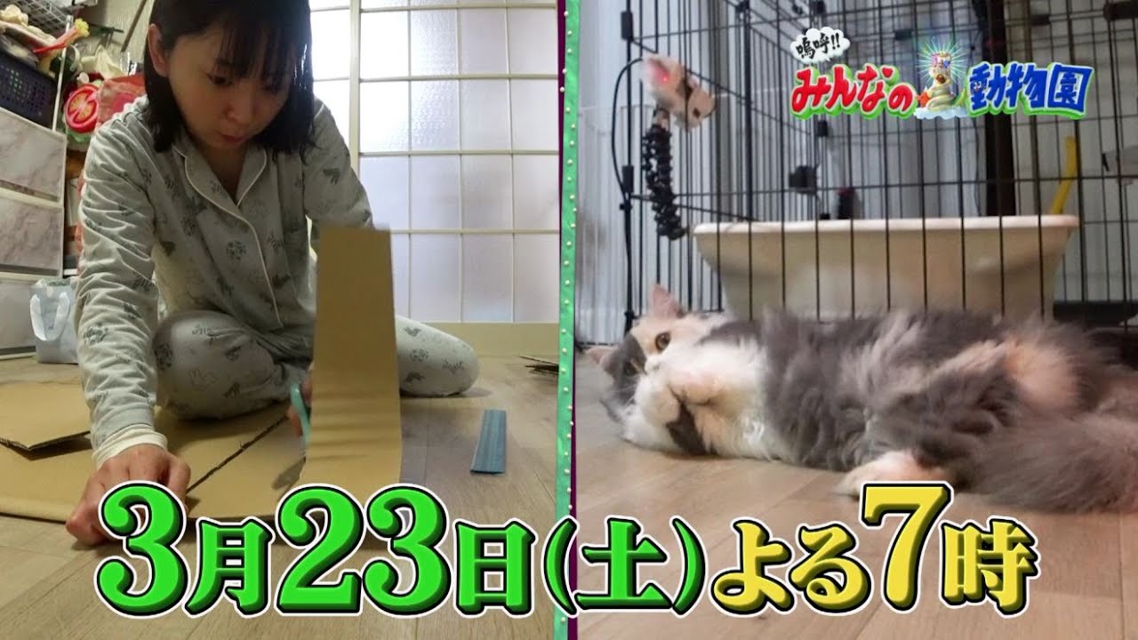「嗚呼!!みんなの動物園」ブサカワ猫ぷりゅに奇跡がSP‼