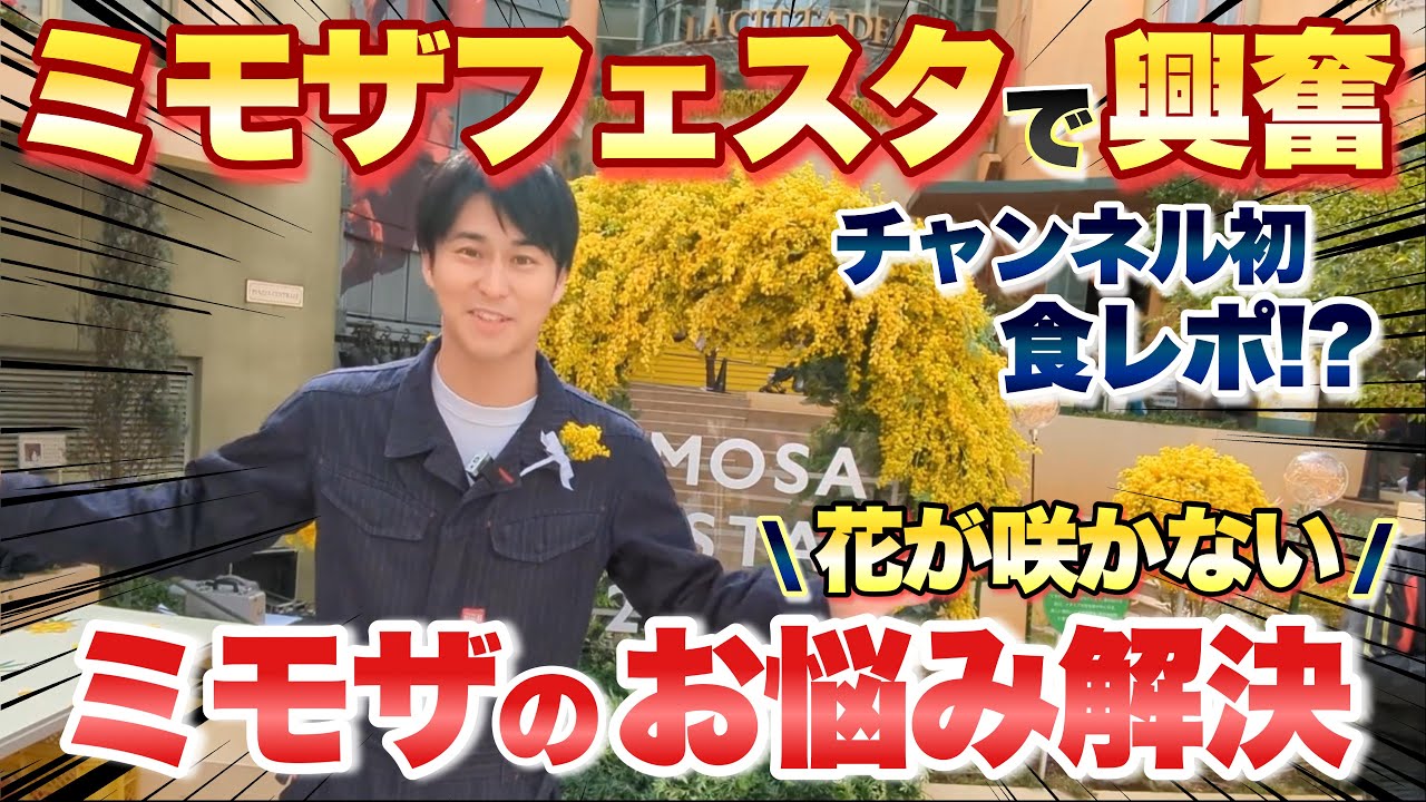 【特別編】ミモザフェスタで興奮！ミモザの花が咲かないお悩みも解決！チャンネル初の食レポ!?【ミモザの育て方】【ガーデニング】