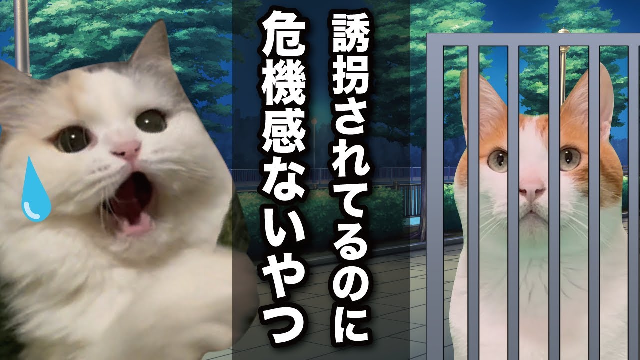 誘拐されてるのにめちゃめちゃ危機感ないやつ【しゃべる猫】【コント】