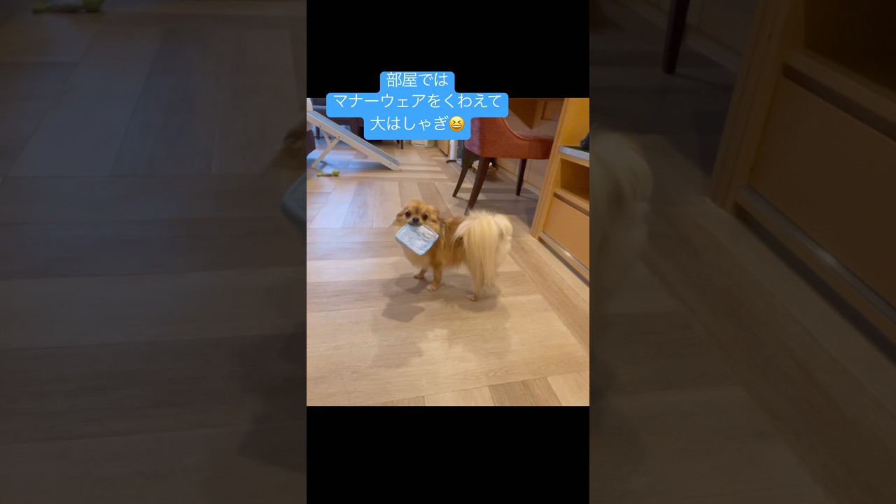 大はしゃぎだったのに、他のワンちゃんが来るとやっぱり固まってしまいました笑【２歳のチワワの女の子】