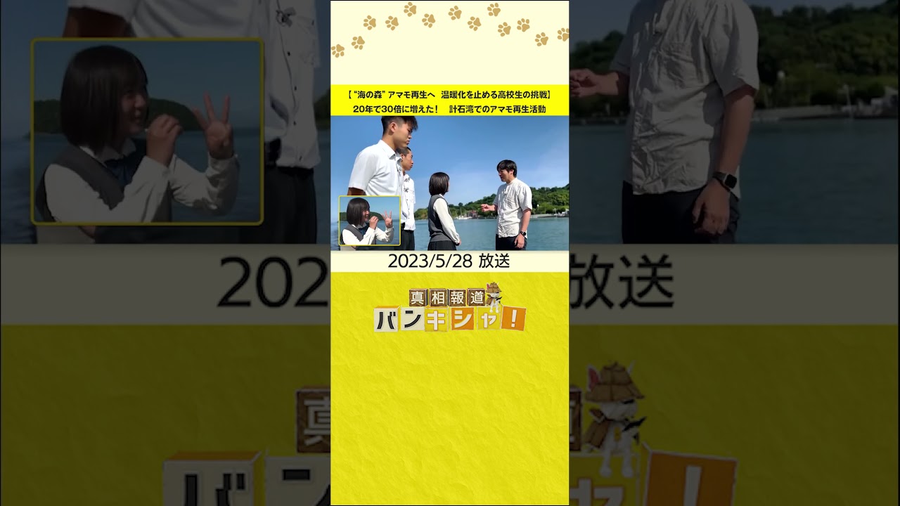 【“海の森”アマモ再生へ　温暖化を止める高校生の挑戦】20年で30倍に増えた！　計石湾でのアマモ再生活動 #shorts