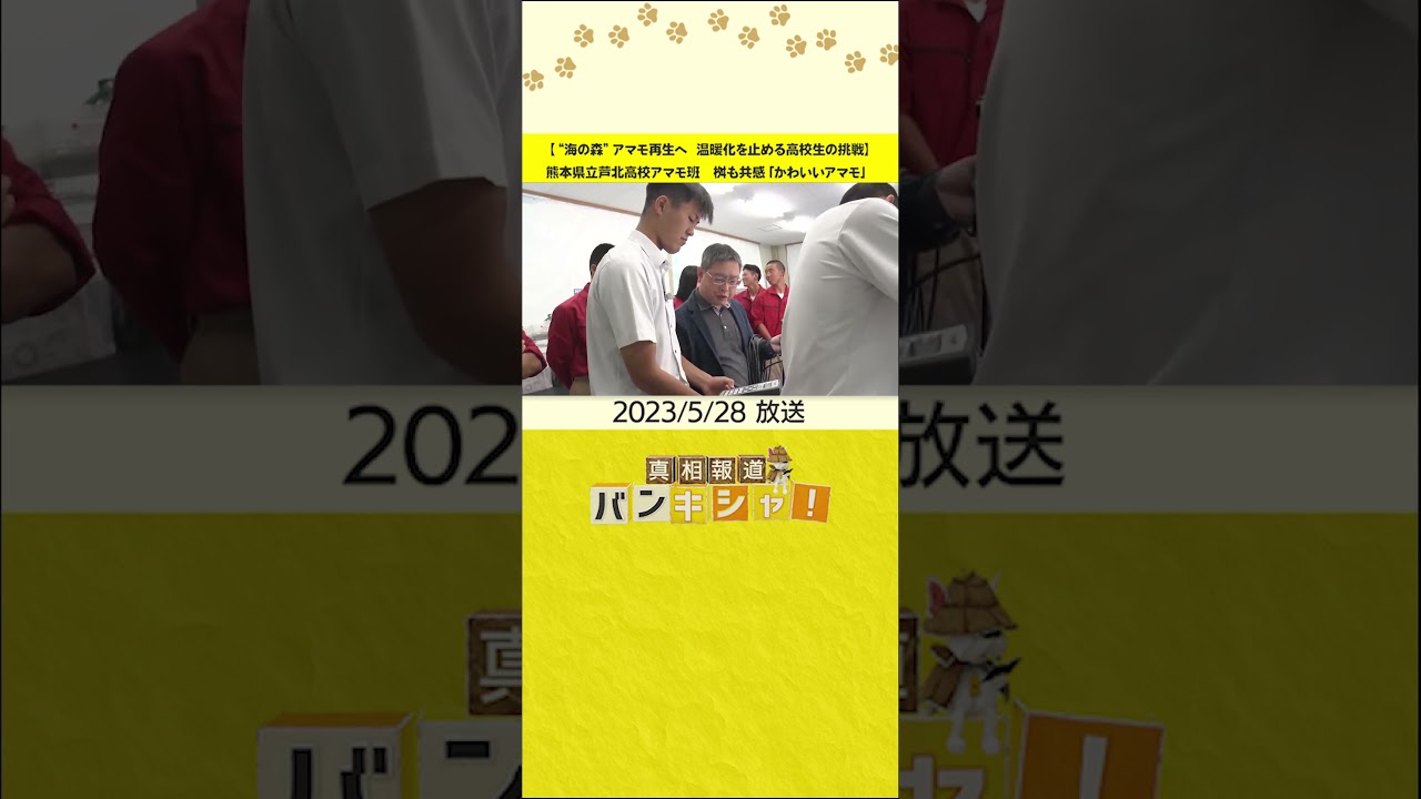 【“海の森”アマモ再生へ　温暖化を止める高校生の挑戦】熊本県立芦北高校アマモ班　桝も共感「かわいいアマモ」#shorts