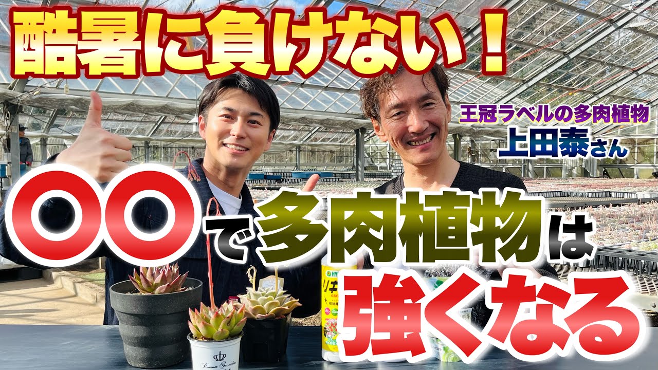 【生産者に聞く】春から始める！多肉植物を強くする〇〇をご紹介【ガーデニング】【多肉植物】