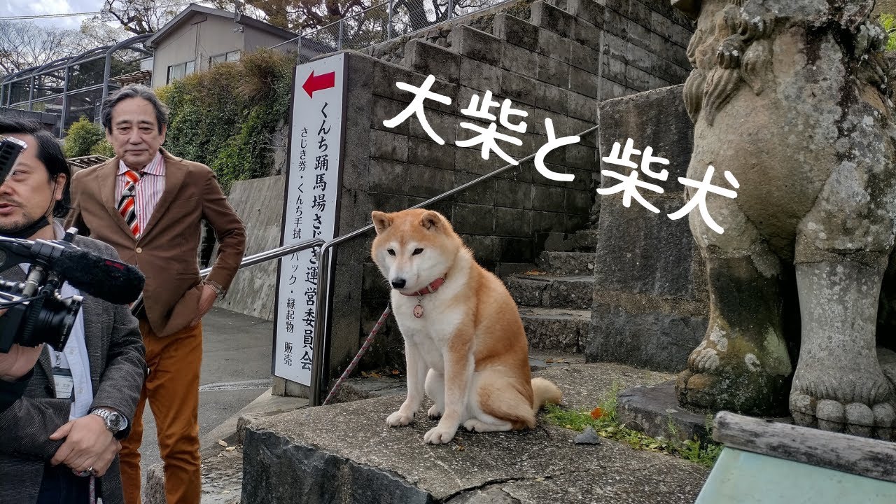 かわいい柴犬に会いました！