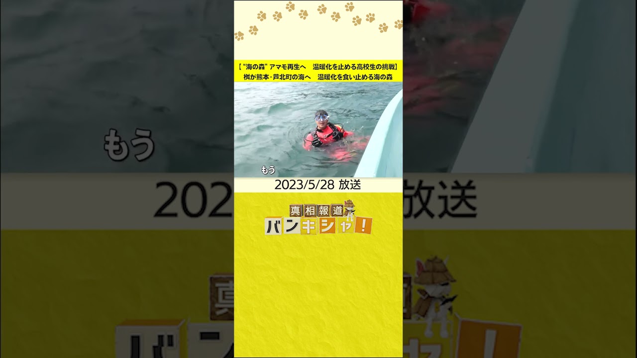 【“海の森”アマモ再生へ　温暖化を止める高校生の挑戦】桝が熊本・芦北町の海へ　温暖化を食い止める海の森 #shorts