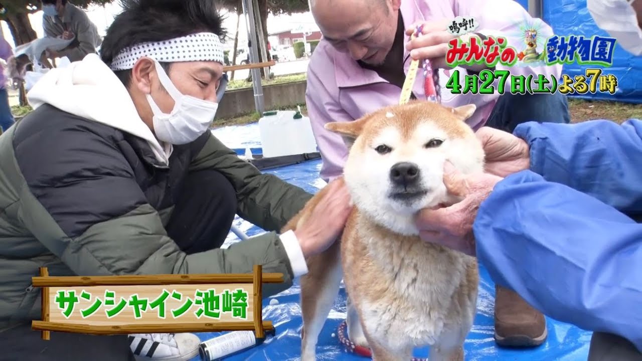 「嗚呼!!みんなの動物園」4月27日土曜よる7時放送【相葉トリミングSP！】サンシャイン池崎さん&満島真之介さんと一緒にワンちゃん・猫ちゃんをキレイに！