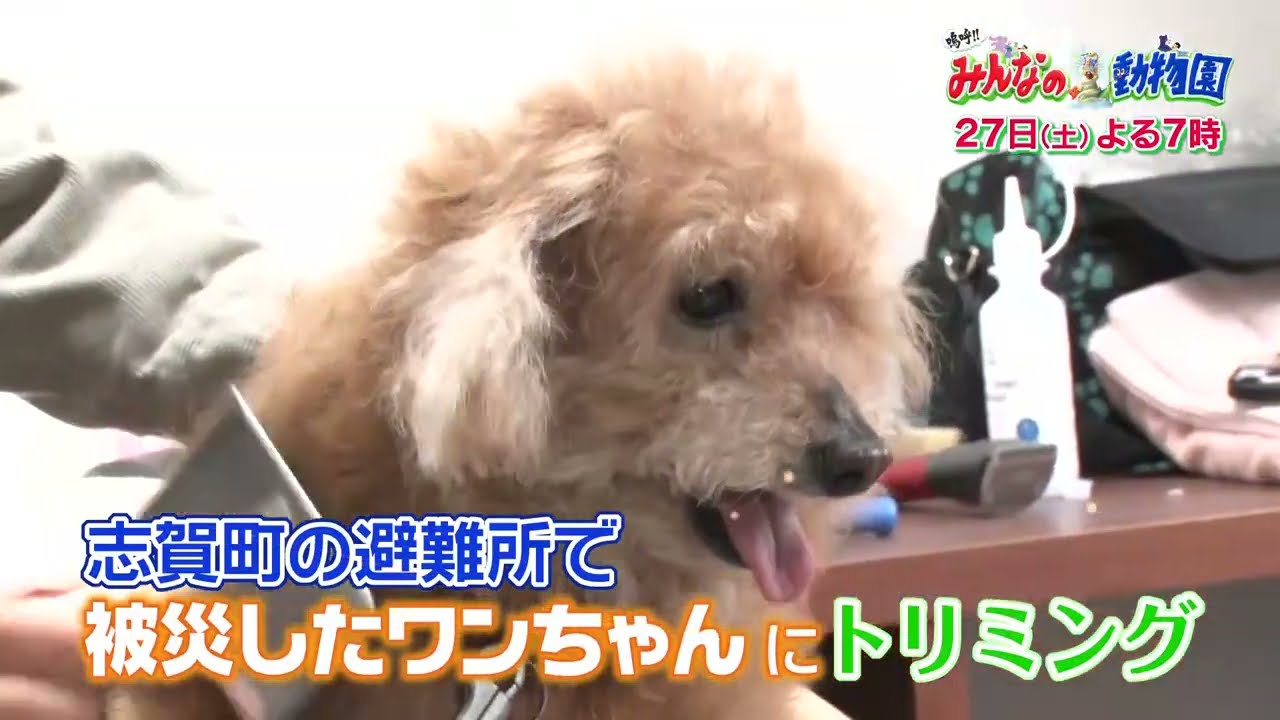 4/27(土)よる７時から「嗚呼!!みんなの動物園」