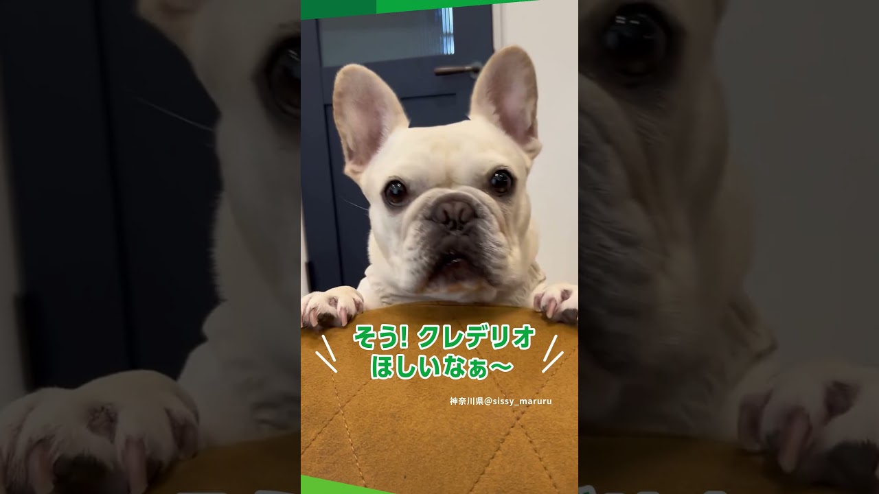 #クレデリオください のWebCM part2玉木宏さん出演CMとコラボした10頭のワンちゃんたち