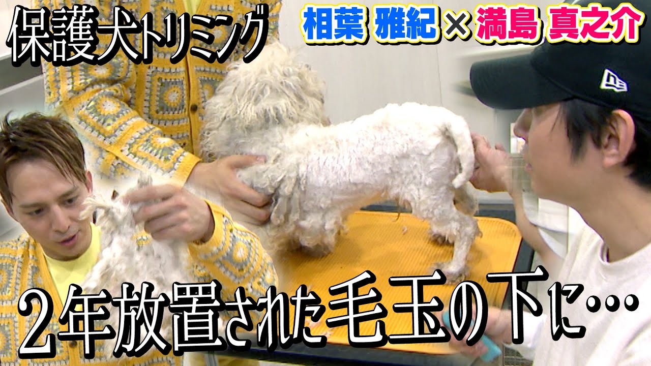 【保護犬トリミング】相葉くんと満島真之介さんが感情を失ったイヌをレスキュー！