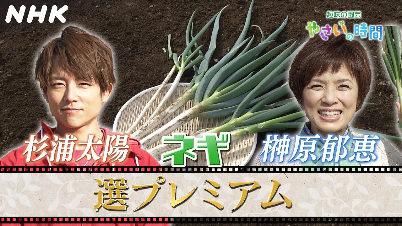 [やさいの時間] 【6/16(日)放送】選プレミアム映像！杉浦太陽＆長沢裕、榊原郁恵が長ネギ栽培に挑戦！| NHK