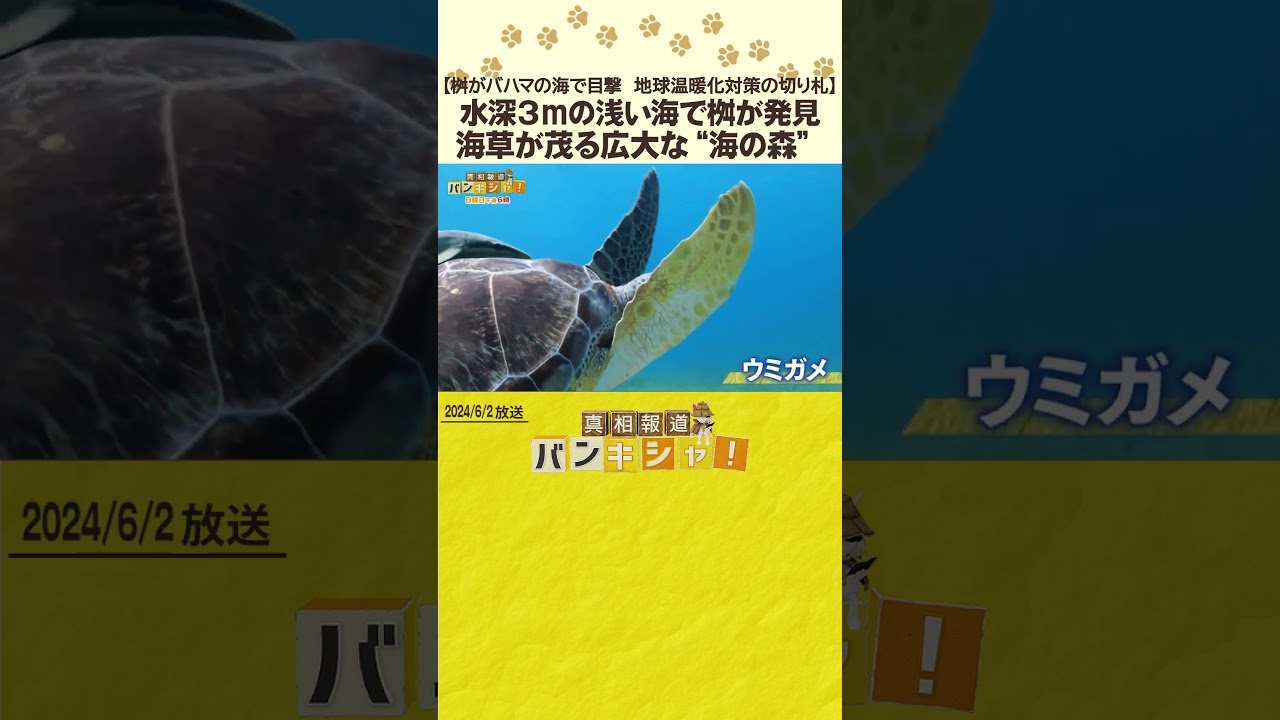【桝がバハマの海で目撃　地球温暖化対策の切り札】水深３ｍの浅い海で桝が発見　海草が茂る広大な“海の森”