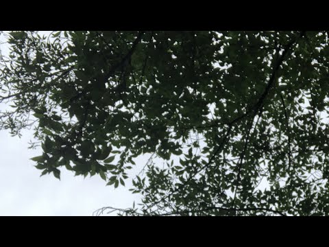 【6月9日ラジオ体操1028日目】鳥がすごい