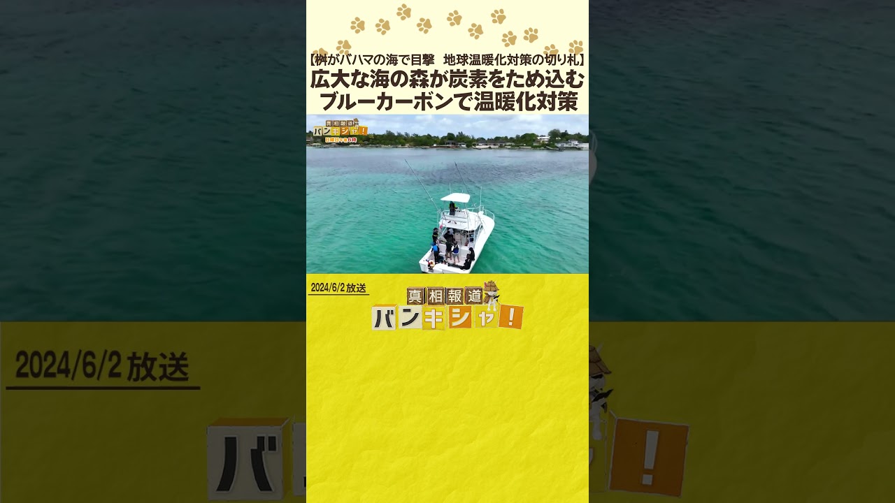 【桝がバハマの海で目撃　地球温暖化対策の切り札】広大な海の森が炭素をため込む　ブルーカーボンで温暖化対策