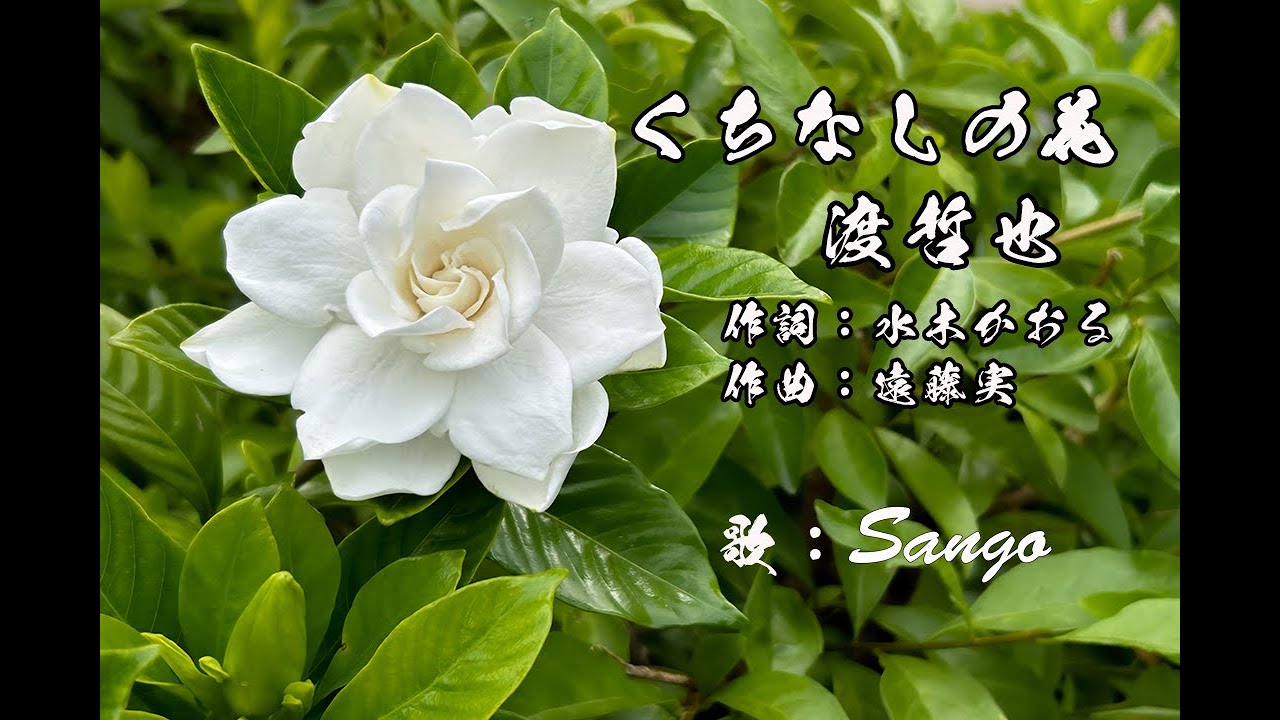 くちなしの花 渡哲也　---歌　sango