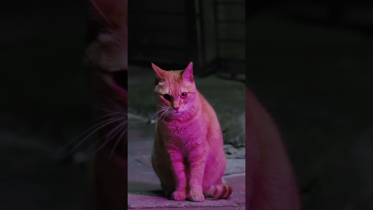 Galaxy S24 Ultra：成田凌 in Seoul – 路地裏の猫 x スペースズーム | Samsung