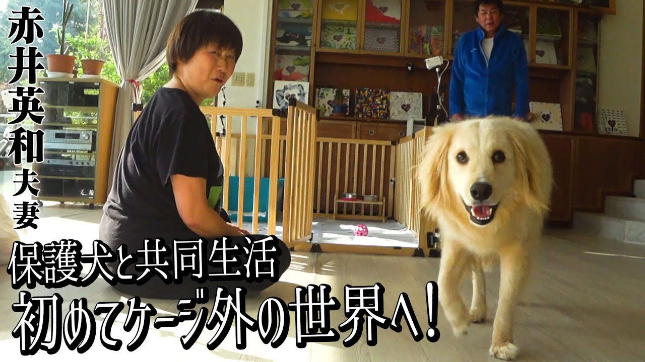 【保護犬と共同生活】赤井英和さんが預かるあの怖がり犬ひつじが遂にケージの外へ！