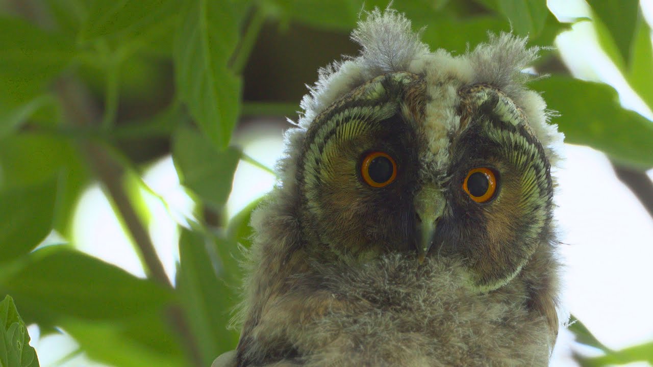 トラフズク 2024 【北海道 】まるで トトロの世界  幼鳥が可愛すぎる