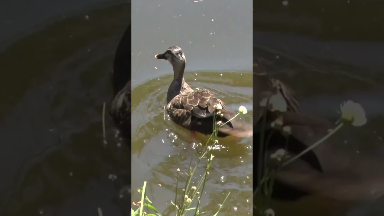 カルガモのお引っ越し #国分寺 #親子 #嗚呼みんなの動物園 #相葉雅紀 #カルガモ #感動