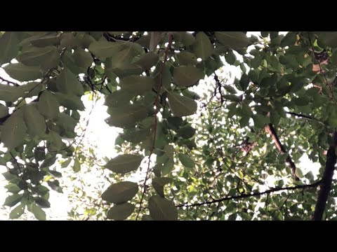 7月7日ラジオ体操1055日目　今日は七夕